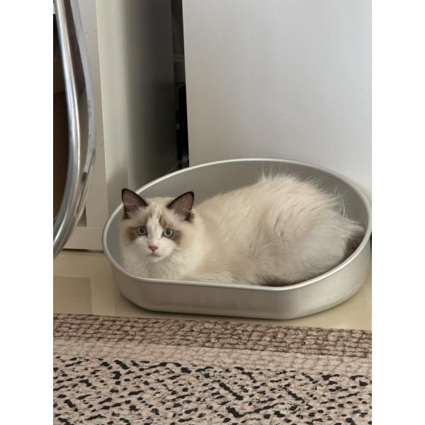 Stay Cool this Summer with Our Cooling Cat Pot Acceptable OEM ODM Aluminum Basin