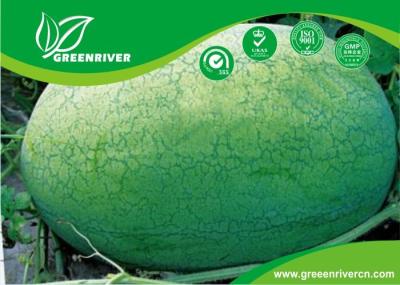 Light green rind Organic Watermelon Seeds with netted stripes