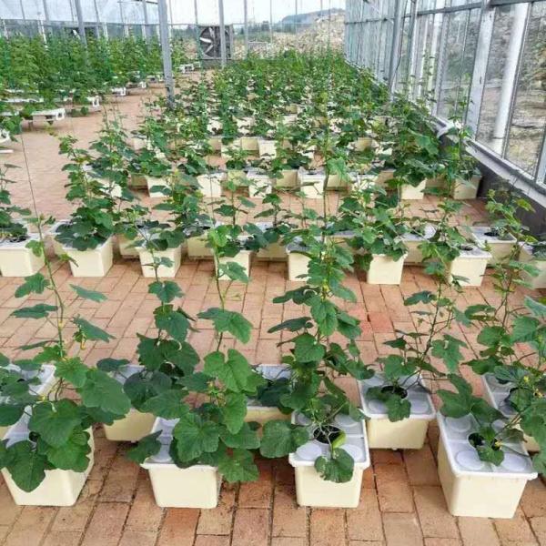 PE Coated Accessories Rectangular Plastic Dutch Bucket for Hydroponic Tomato Growing