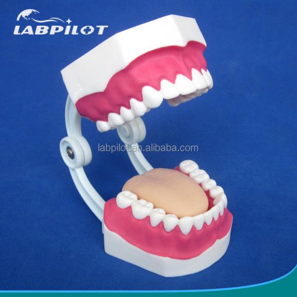 Modèle dentaire de taille humaine 28 dents modèle de brossage des dents pour l'enseignement de la maternelle