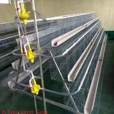 Poultry Farming Hot Dipped Galvanized Layer Cage A Type With Feeding Drinking System