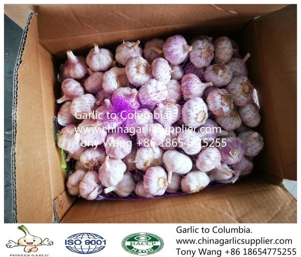 2019 China garlic to Columbia. new crop with good price.
