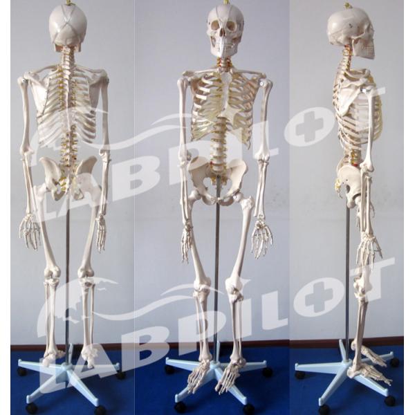 180-cm Flexible Joint Skeleton Model for Anatomical Demonstration in Medical Science