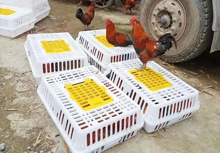Heavy Duty Plastic Poultry Transport Crate Customizable Colors Sizes For Secure Delivery