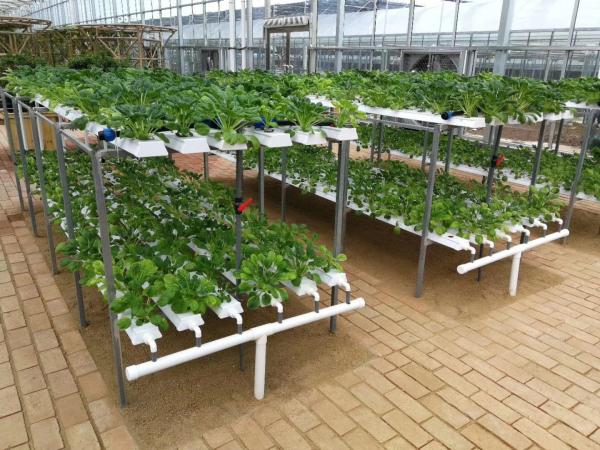 100mm*50mm Eco-friendly Plastic Tube for Hydroponic Vegetable Cultivation in Aquaponics