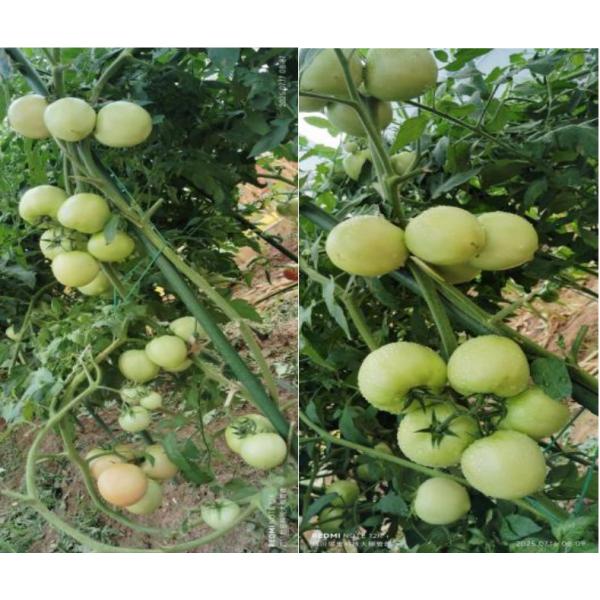 Fertilizante de micronutrientes quelado con aminoácidos para la calidad de las frutas