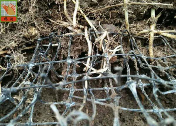 Black Color Erosion Control Net For Three Dimensional Erosion Blanket 250g / Sqm