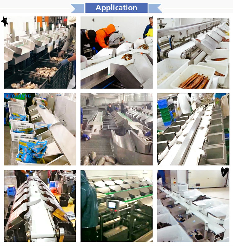 Vertical Aquaculture Fish Conveyor Belt Check Weigher Sorting Fruit &Vegetable Olive Grading for Sale Tilapia Grading Machine