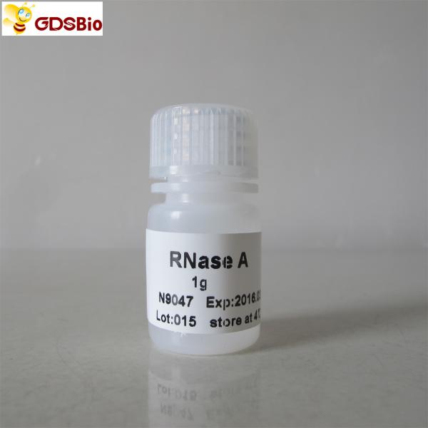 White Powder RNase A Powder Cat. No.N9047 1g GDSBio