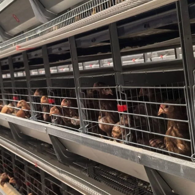 Hot-Dip Galvanized Battery Chicken Cage with Automatic Feeding System and Customizable Dimensions