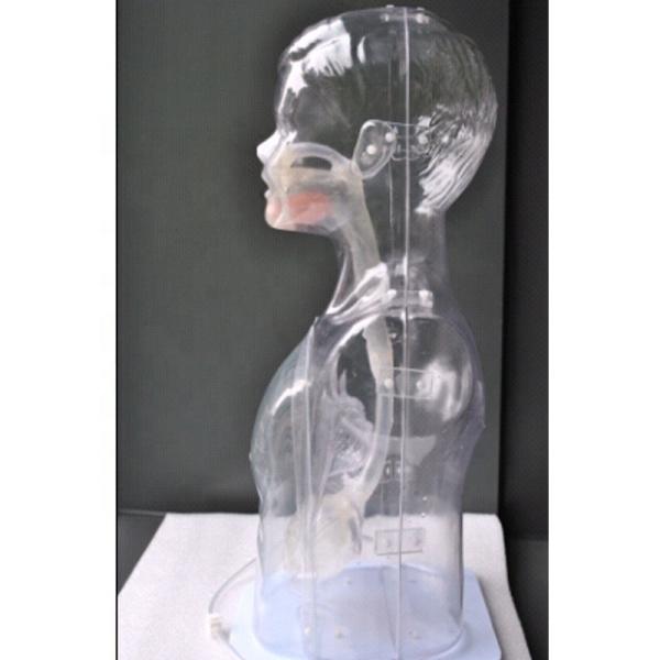 Transparent Children Nasal Feeding and Gastric Lavage Model Nursing Simulator ' Top Choice