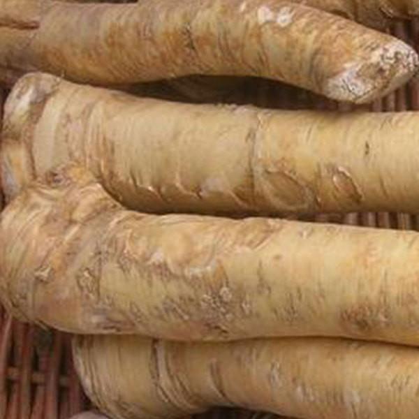 I.Q.F. Frozen Horseradish Dice Peeled, characteristic horseradish odor and taste