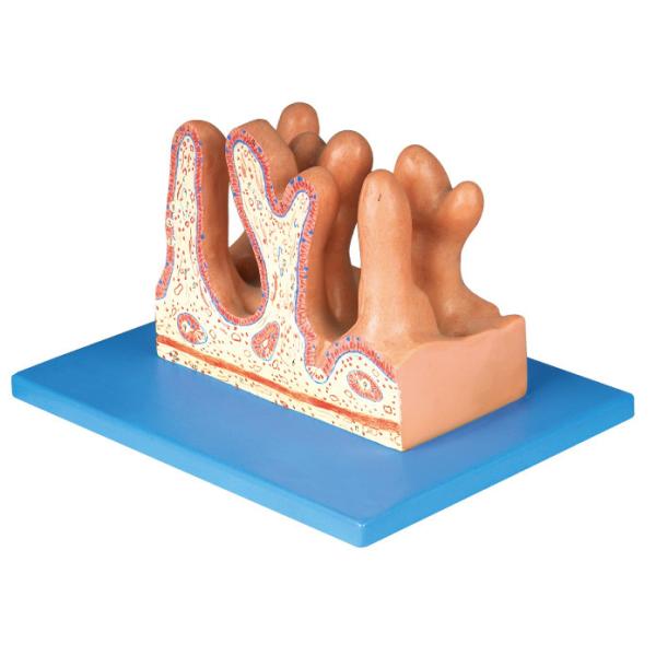 Internal Surface of Jejunum Model by Advanced PVC for Schools Teaching