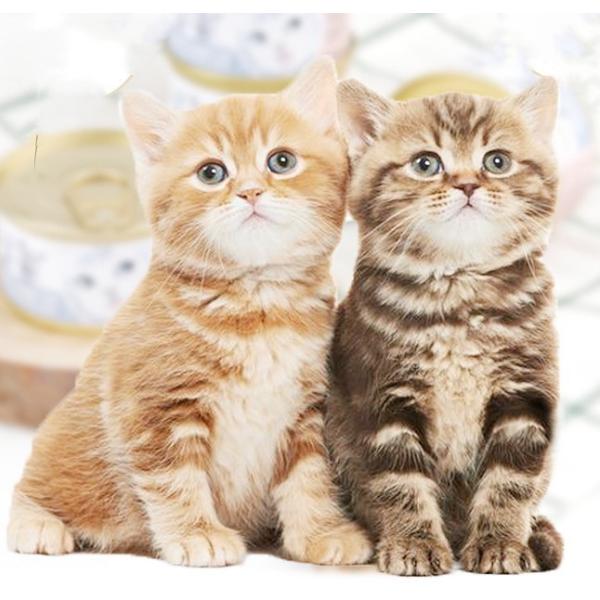 Пустая консервная банка для собачьего, кошачьего или другого пищи.