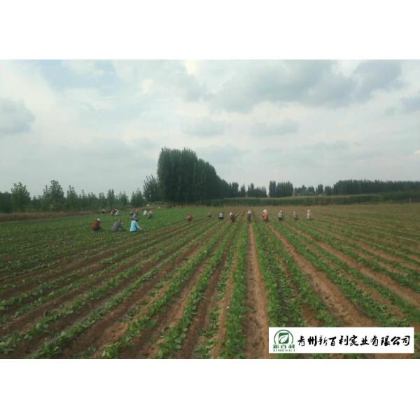 HACCP / GAP Standard Fresh Organic Carrots Own Plantation Supply To Supermarket