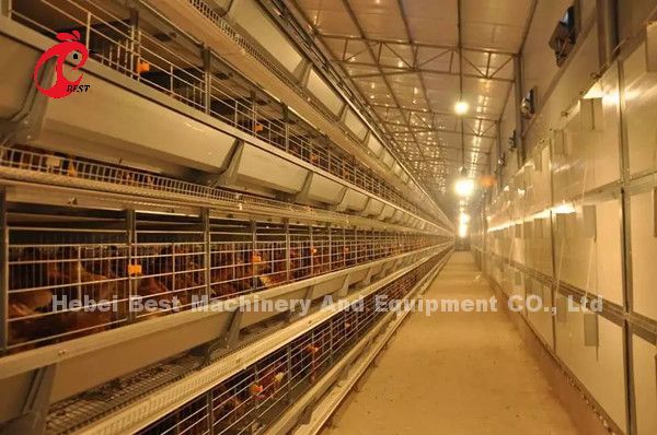 Тип автоматическая система клетки сельского хозяйства птицы для слоев играет главные роли