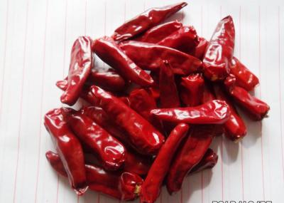Forma vermelha Sichuan da vara da pimenta de Chaotian da bala que enfrenta pimentões do céu