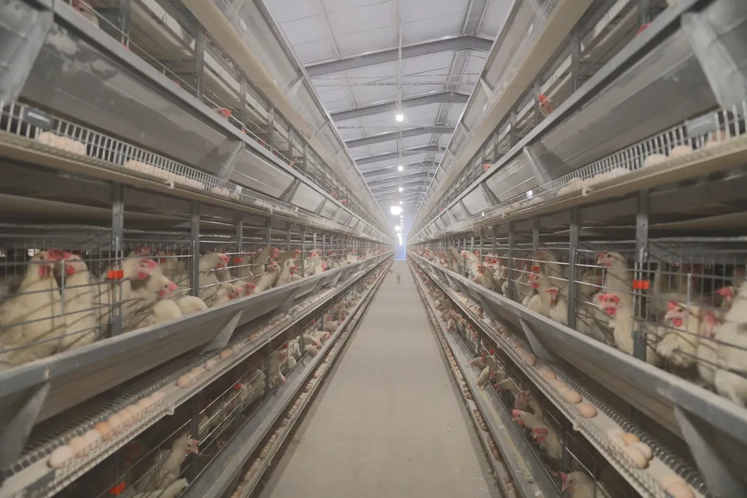 Poultry Farm Automatic Environment Controller Industrial Grade Intelligent Monitoring