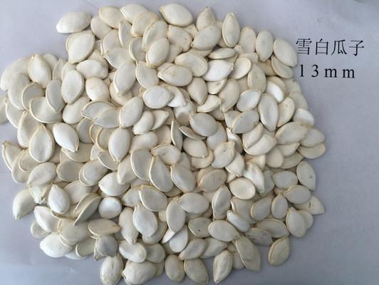 Original Flavor Roasted Seeds And Nuts Snow White Pumpkin Seeds 99% Purity