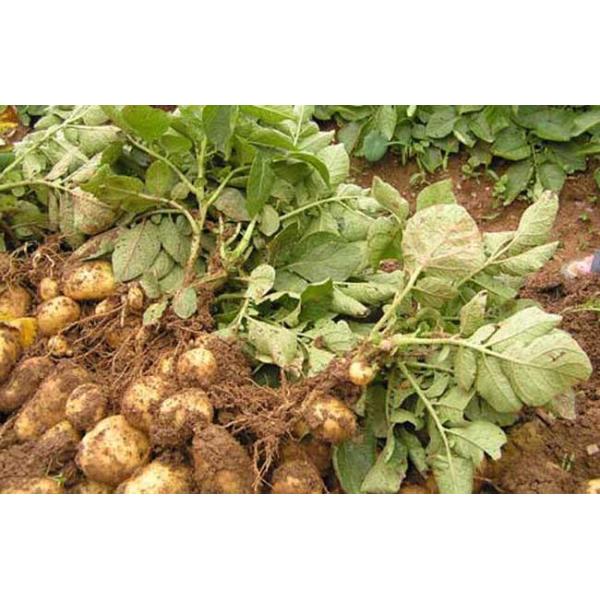 Adubo vegetal composto dos ácidos aminados, adubo orgânico do estado do pó bio