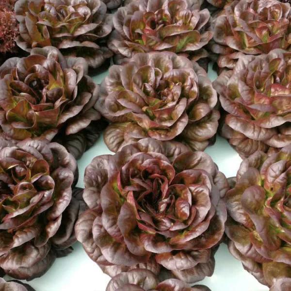 Efficiently Deep Water Culture Dwc With Planting Bench Commercial Dwc System Anti Algae
