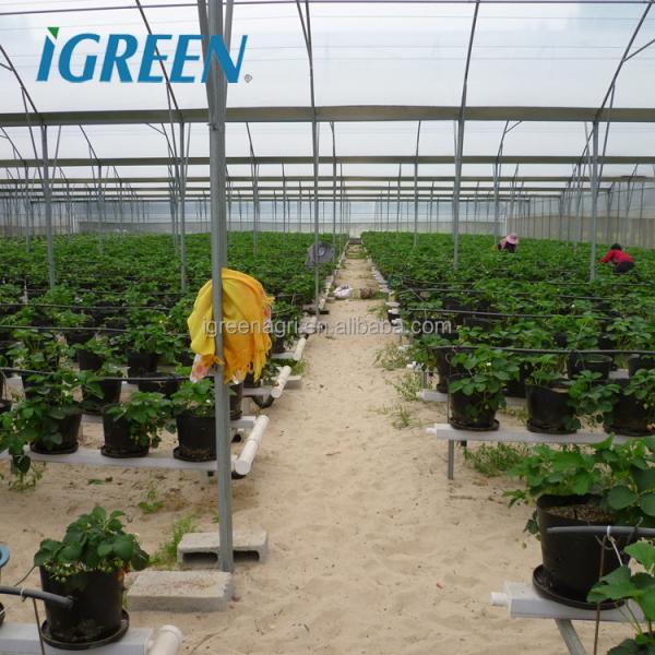 Commercial Vegetable Greenhouse Kits With Rain Gutter And Large Zinc Coating 275gsm