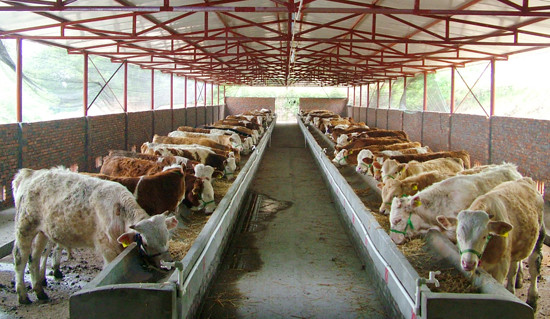 Автоматизация и санитарные Pre-сделанные системы стального структурного Cowshed обрамляя