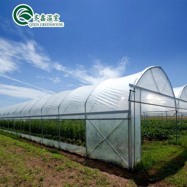 Single Span Greenhouse Mushroom Growing Equipment Covered with Transparent Plastic Film