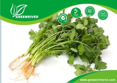FDA Approval white coriander seed with hand selected , 2013 year new crop