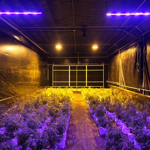 Light Deprivation Greenhouse Dimensions Mushroom Herb Grow Shading Dep Greenhouse