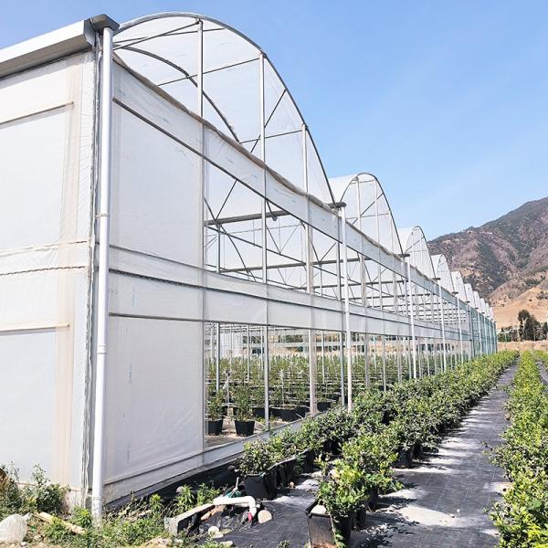 Élevage de tomates dans des serres à grande longueur de longueur