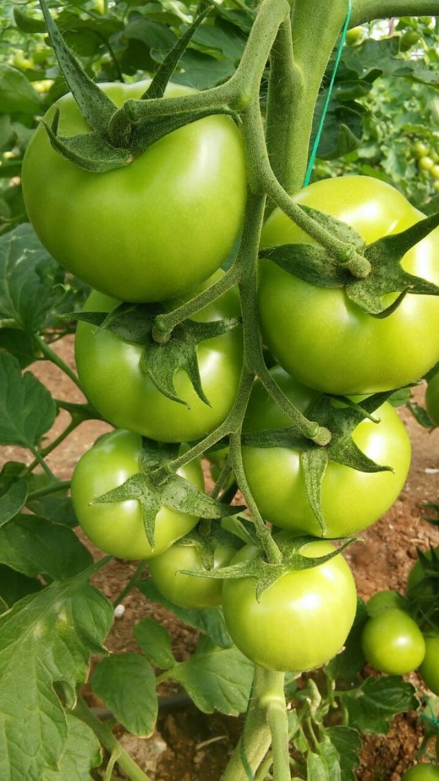 New Jingfeng High Resistant Disease Indeterminate Tomato Seeds Indoor Outdoor T48