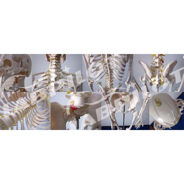 180-cm Flexible Joint Skeleton Model for Anatomical Demonstration in Medical Science