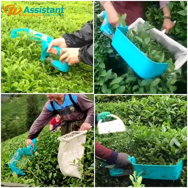DL-4CD-35 Battery-Operated Tea Picking Machine for Convenient Garden Tea Harvesting