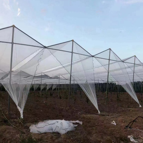 0.8mm Anti Hail Net With UV Resistant For 5 Years Plant Hail Protection