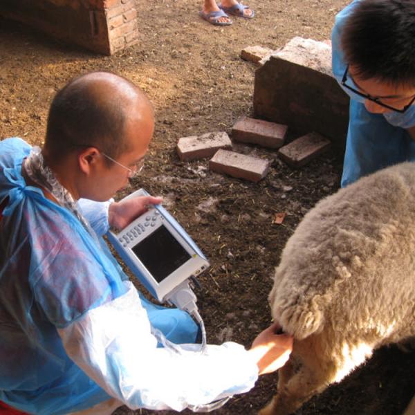 B Mode Medical Ultrasound Machine Diagnostic KX5100 VET Veterinary  Instruments