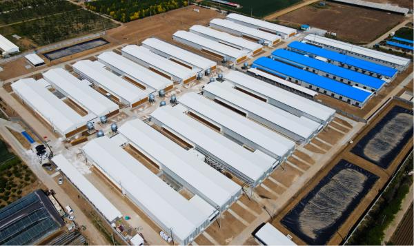 Modern Steel Poultry House Egg Collection System for Laying Hens