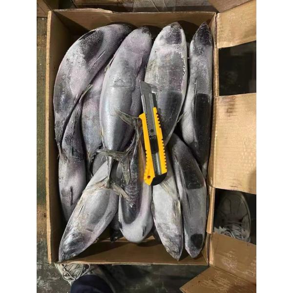 Новое целый тунца запаса вокруг рыб пеламиды моря 500g замороженных