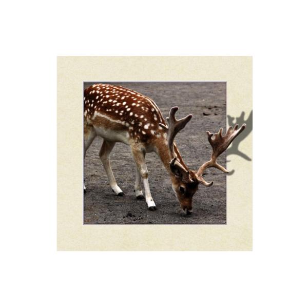 Animal Stock 5D 3D Lenticular Pictures PET Printing Service Deer image