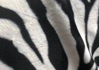 Tela macia impressa de veludo do poliéster de estofamento do cabelo curto da listra da zebra