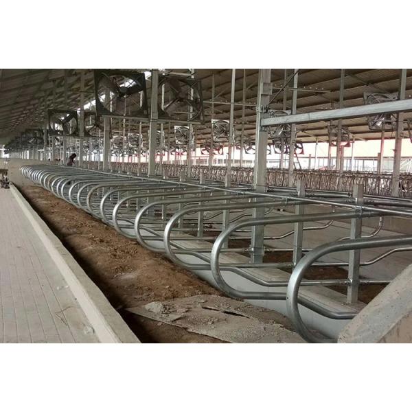 Двойник цвета мычки амбара стойла коровы длины 2.3m свободный встал на сторону