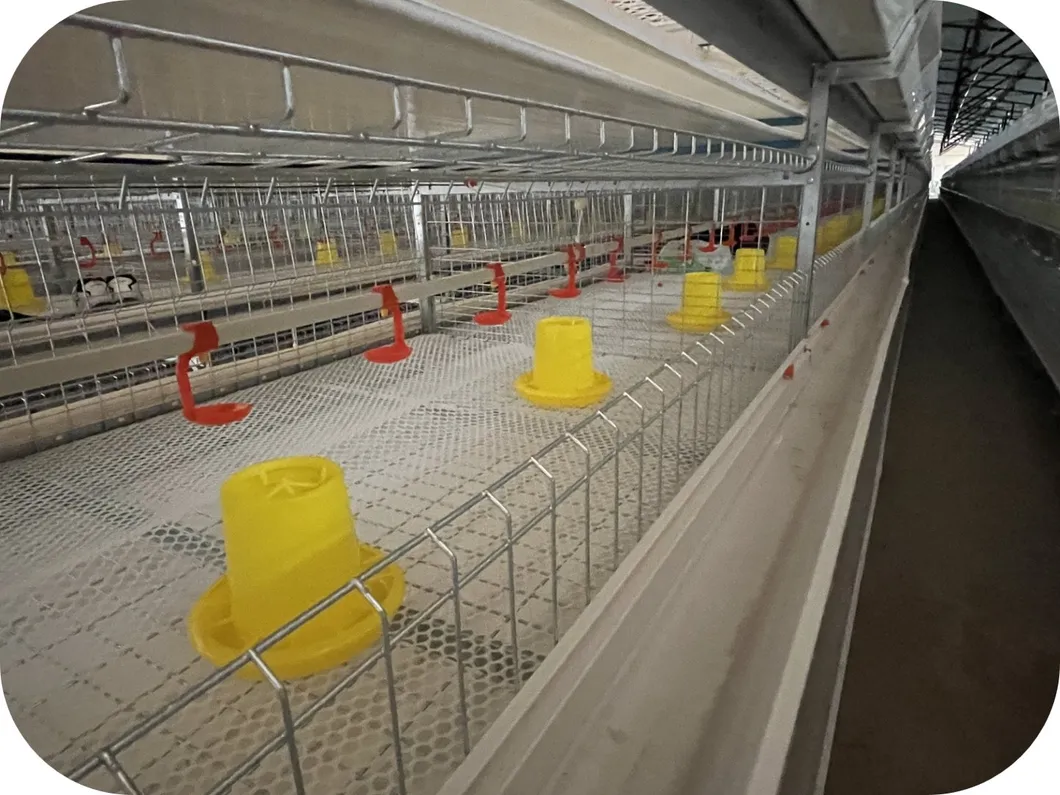 Galvanized Poultry Farm Equipment H Type Battery Cage For Broiler And Layer Chickens