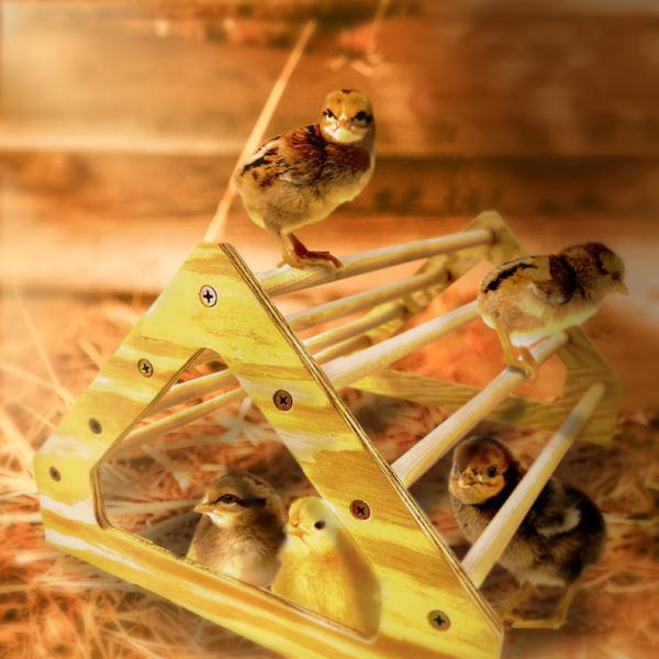 Gray Chick Perch Strong Wooden Jungle Gym Roosting Bar Chicken Toys for Coop and Brooder