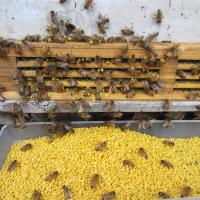 Producto de abejas de polen de colza natural puro y fresco para la apicultura