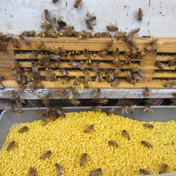 100% Pure Natural Rapeseed Pollen with 8% Moisture and Yellow Color for Beekeeping and Human Consumption