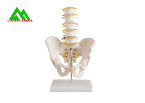 Adult Female Pelvis Model Medical Teaching Models Life Size PVC Material