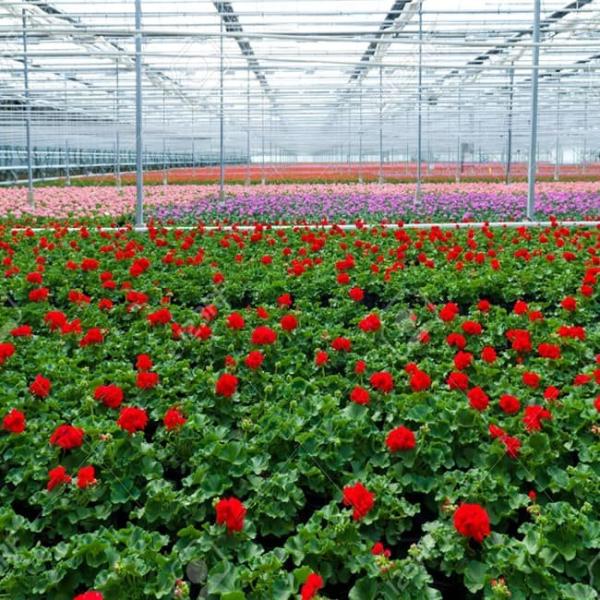 Customizable Venlo Multi - Span Glass Greenhouse for Orchid Cultivation