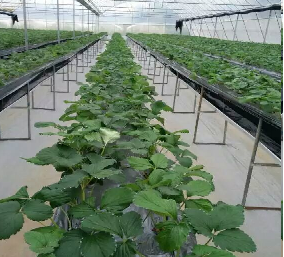 OEM Steel Frame Fruit And Vegetable Greenhouse For Strawberries