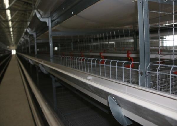 High Capacity Poultry Farm Cage System Broiler Chicken Cage  42 Kgs Weight