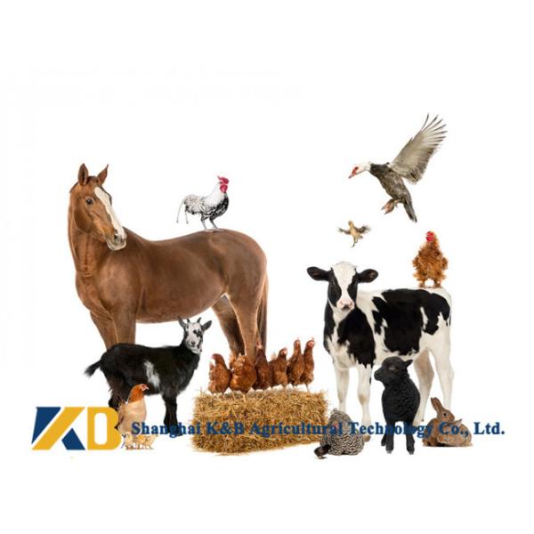 Natural Plant Based Protein Powder / Rice Protein Nutrition No Agglomeration